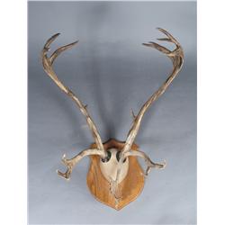 Caribou Rack An Antique Mounted Caribou Rack