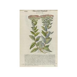 1568., GRABADO: (GRABADO-XILOGRAFIA),. MATHIOLI, ANDREA:, DOS GRABADOS, 602 DISCORSI DEL MATHIOLI, D