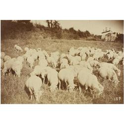 8 Fotografía Artística de P. Esposito y F. Achille y otros (XIX)4 fotografíaas de Etudes aprés natur