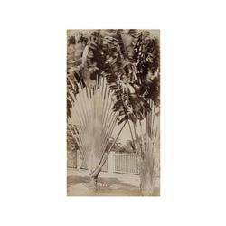 16 Usera (XIX)68 fotografias de Filipinas presentadas en 2 álbumes, 1880-1890.Papel albuminado, imag