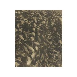 157 Antoni Arissa (1900-1980)Sin título, década de 1930.Gelatina de plata, 18 x 12,5 cm, tiraje de é