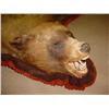 Image 2 : VINTAGE BEAR RUG - Approx. 57" long by 53" wide.