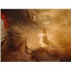 Image 3 : VINTAGE BEAR RUG - Approx. 57" long by 53" wide.