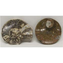 2 Fossilized Stone Ammonites And Other Fossils