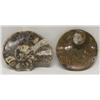 Image 1 : 2 Fossilized Stone Ammonites And Other Fossils