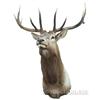 Image 1 : Large Elk Mount w/ Removable Antlers
