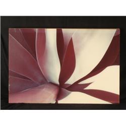 Large Flower Abstract Modern Flower Art Print