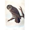 Image 1 : Audubon ''Cinereous Owl'' 1971