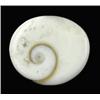 7.29ct Rare Gomti Chakra Shell (GEM-20786)