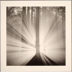Rolfe Horn Redwoods Study Nature 9 Photograph Poster