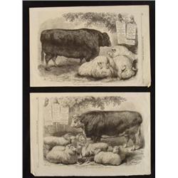 2 Antique Animal Prints Illustrated London News 1867