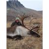 Image 2 : Caribou Hunt with BC Safaris