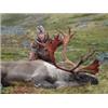 Image 3 : Caribou Hunt with BC Safaris