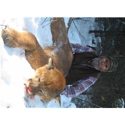 Cougar Hunt with Findlay Creek Outfitters