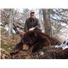 Image 1 : Spring Black Bear Hunt with High Caliber Adventures