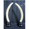 Image 1 : C25-1 PAIR OF AFRICAN TUSKS