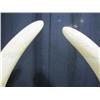Image 3 : C25-1 PAIR OF AFRICAN TUSKS