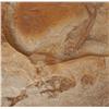 Image 2 : (3) Fish Fossils on Wooden Plaques