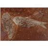 Image 3 : (3) Fish Fossils on Wooden Plaques