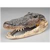 Image 1 : Taxidermy Alagator Head