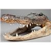 Image 2 : Taxidermy Alagator Head