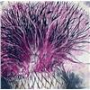 Image 2 : Bruce Martin Scott, Bullthistle, Signed Lithograph