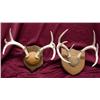 Image 1 : 2 Mounted Deer Antler Racks