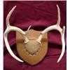 Image 2 : 2 Mounted Deer Antler Racks