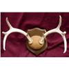 Image 3 : 2 Mounted Deer Antler Racks