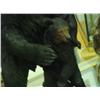 Image 2 : BEAR WITH BABY