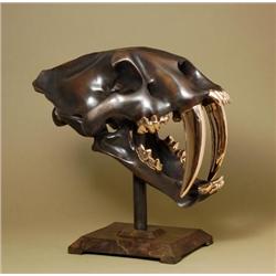 Sabre Tooth Tiger Skull Bronze