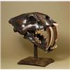 Image 1 : Sabre Tooth Tiger Skull Bronze