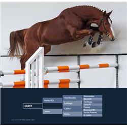 CARST -  Harley VDL x Calido I x Jus de Pomme