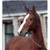 Image 2 : CARST -  Harley VDL x Calido I x Jus de Pomme