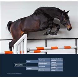 CAVANTOS -Veron x Burgraff x Nimmedor