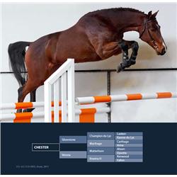 CHESTER - Silverstone x Matterhorn x Kenwood