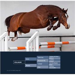 COLLALBO - Veron x Corland x Grannus