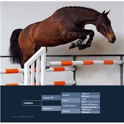 CONSUL - Atlantic VDL x Jus de Pomme x Wellington