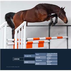 CORVINE - Douglas VDL x Nimmerdor x Maykel