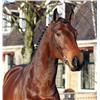 Image 2 : CORVINE - Douglas VDL x Nimmerdor x Maykel