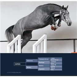 CUPIDO - Silverstone x Abantos x Nabuur