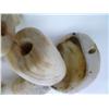 Image 5 : Amazing SHELL NECKLACE