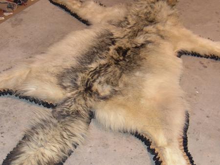 Wolf Hide Rug