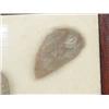 Image 3 : Arrowhead/Relic Collection