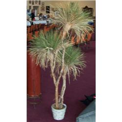 Indoor Tree Decoration.