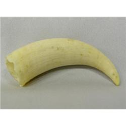Whale Tooth