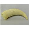 Image 1 : Whale Tooth