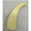 Image 2 : Whale Tooth