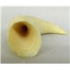 Image 3 : Whale Tooth