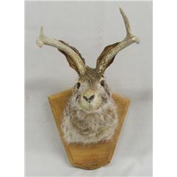 Mounted Jackalope